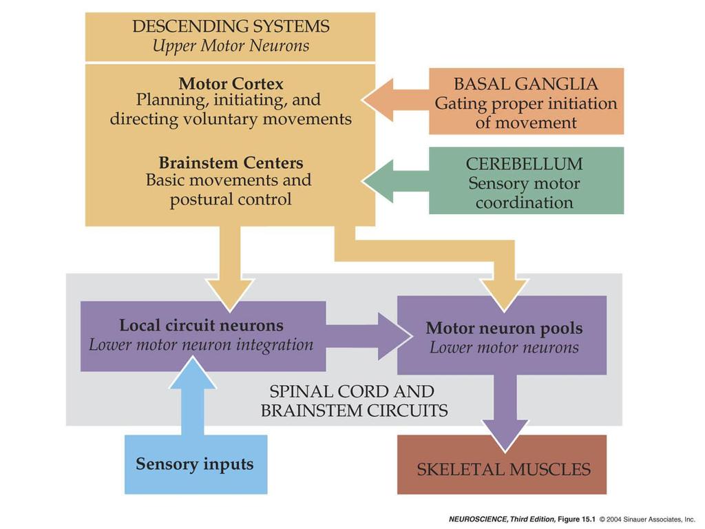 15.1 Overall organization of neural