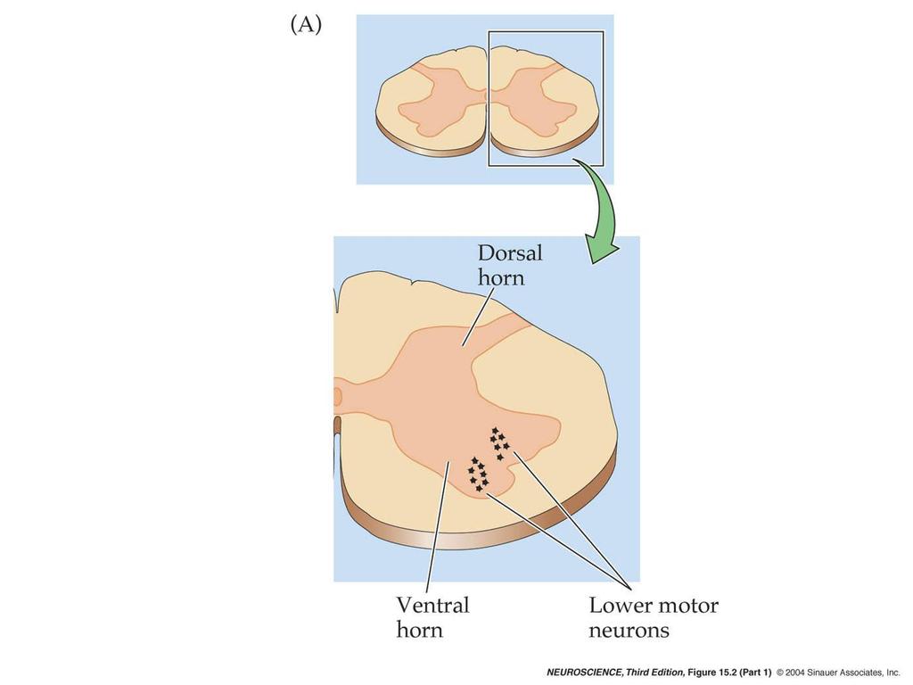 15.2 Organization of lower motor neurons in