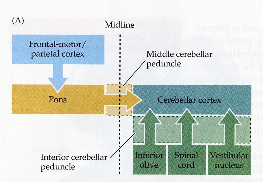 Funtionell organisation