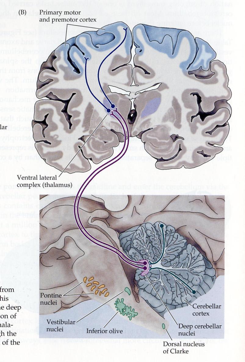 Utgående innervation från