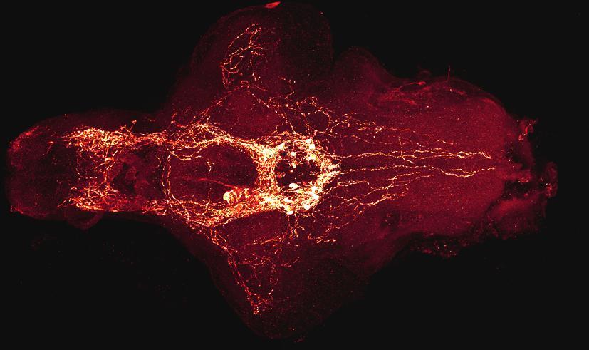 Zebrafish (7 dpf), whole HA-ergic system (Kaslin and Panula, J Comp Neurol