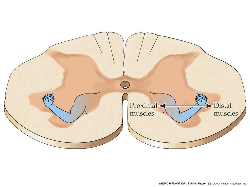 15.3 Somatotopic organization of lower motor