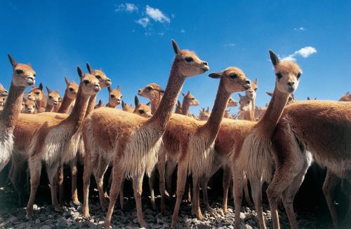 Vår färd går igenom en vidsträckt och scenisk högplatå kallad altiplano, ett område som sträcker sig upp emot höjder på 4000 meter över havet.