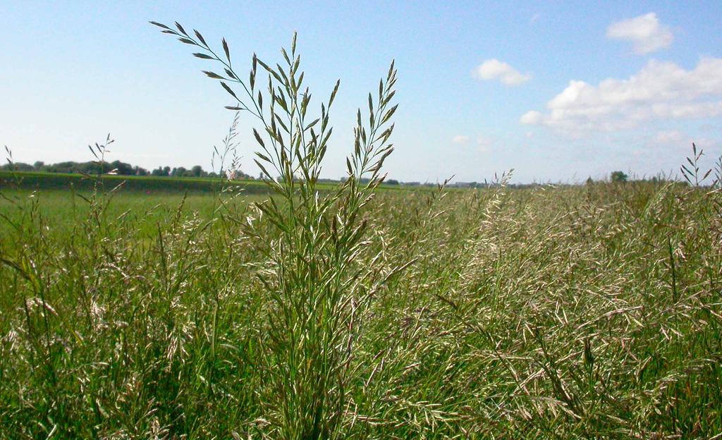 Foto: Thorsten Rahbek Pedersen Ängssvingel (Festuca pratensis Huds.) är näst efter timotej vårt viktigaste vallgräs.