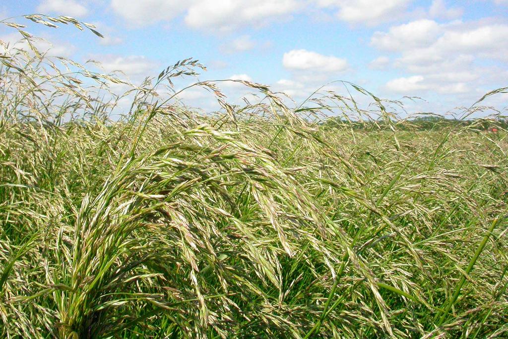 Foto: Thorsten Rahbek Pedersen Rörsvingel (Festuca arundinacea Schreb.) är ett långlivat och mycket produktivt gräs med mycket god återväxt och mycket liten förekomst av ax i återväxten.