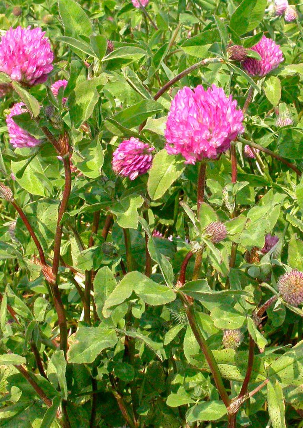 Rödklöver (Trifolium pratense L.) är vår mest odlade vallbaljväxt. Tillväxtrytmen hos rödklöver gör att den passar bäst i två- till treskördesystem.