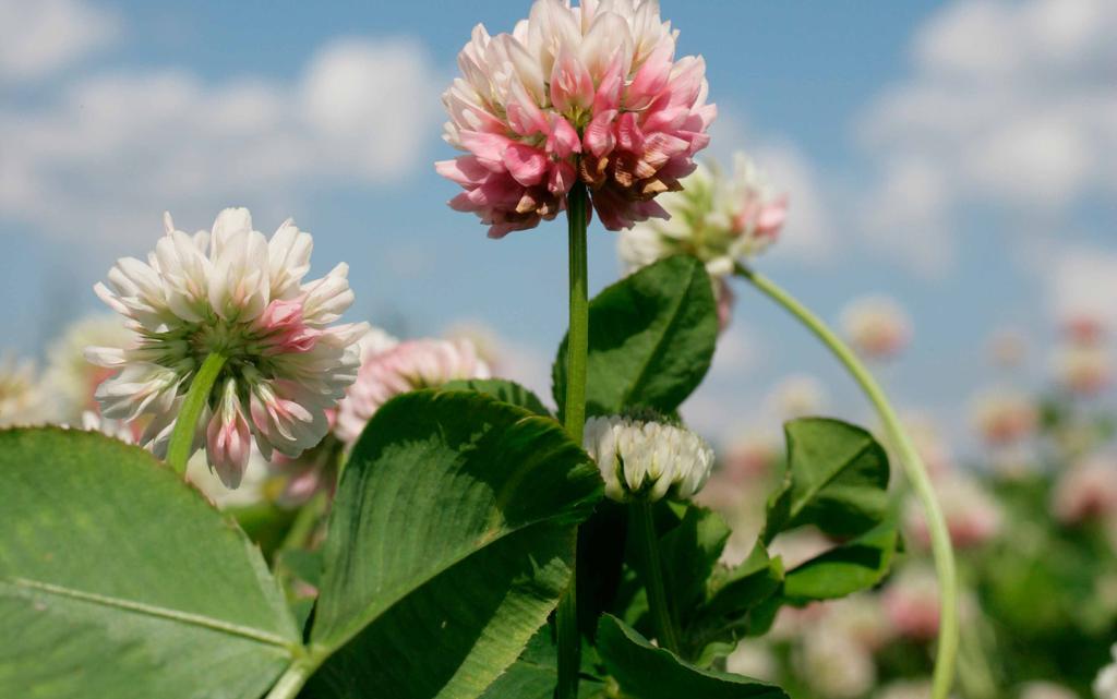 Odling av alsikeklöver är främst aktuell på jordar med högt grundvattenstånd och lågt ph, till exempel mulljordar. Vitklöver (Trifolium repens L.