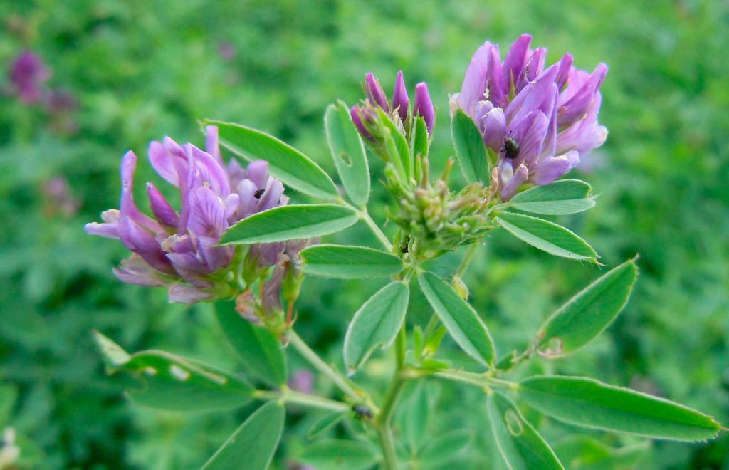 Foto: Magnus Halling Blålusern (Medicago sativa L.) har relativt god varaktighet och stor avkastning av såväl protein som torrsubstans. Den passar bra i långliggande vallar.