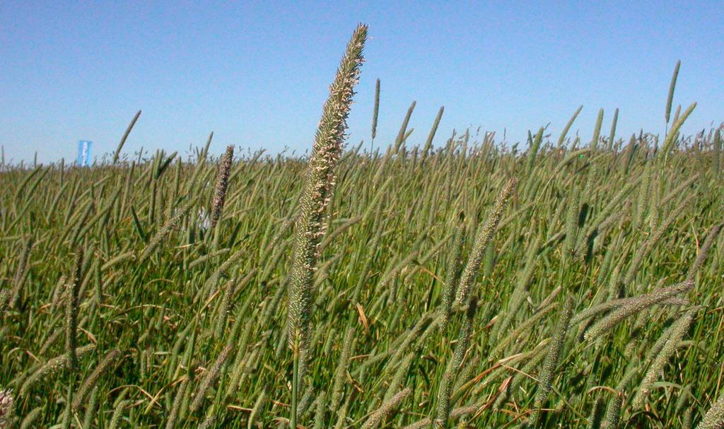 Störst avkastning fås i regel under andra vallåret. Blålusern lämpar sig bättre till ensilage än till hö, då bladen faller av i mindre utsträckning genom färre vändningar.