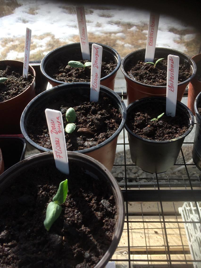 25 mars Druvgurkan har växt till sig och Anki har planterat om dem.