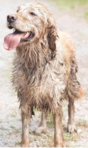 Rengöring och desinfektion Lokala rutiner för rengöring och desinfektion ska finnas Vårdhundens päls och tassar ska vara avtorkade