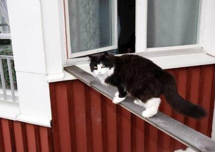 Lokaler Får inte vistas i gemensamt kök, matsal, förråd, tvättstugor, läkemedelsrum, hygienutrymmen, expedition eller