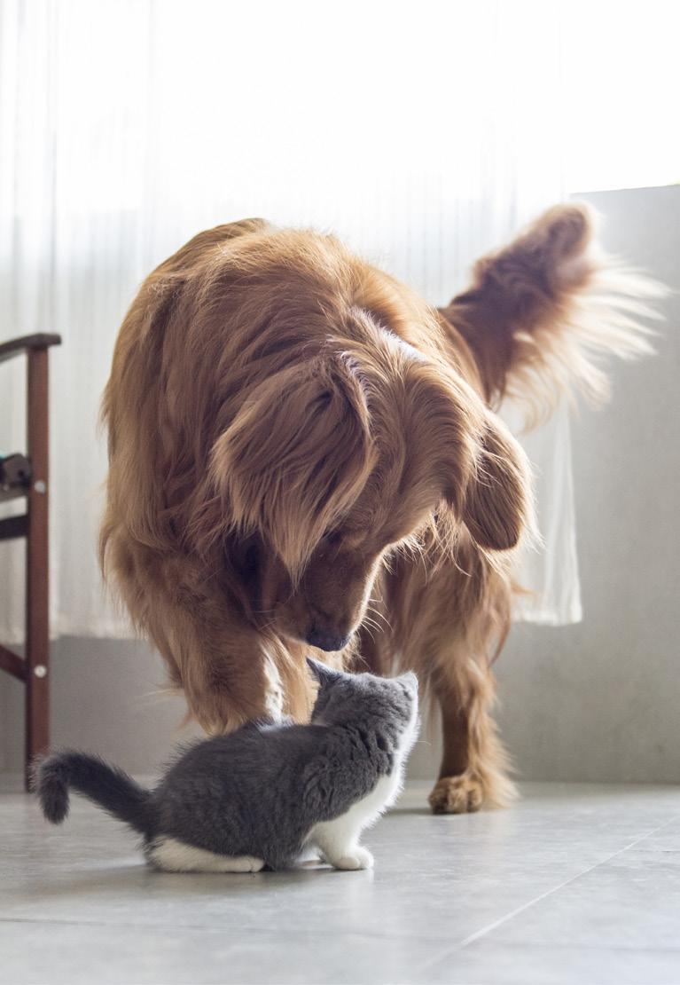 Försäkring för hund eller katt