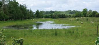 Våtmarken vid Tjutebro innehåller flera olika åtgärder, som uppsamlande damm, översvämningskanal, översilning och flack bäckkant (odlingsfri skyddszon).