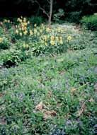 Undersökningen utfördes efter ordningen: intryck, fråga, färgtagning, färgschema och färganalys. A. Omphalodes verna & Narcissus sp. i Klosterparken.