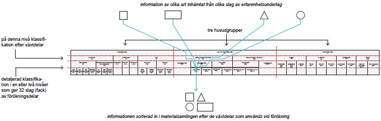 Föröknimngsdelar från information till schema Tina Westerlund september 2013 Schema över förökningsdelar (efter Westerlund 2013). Sammanställningen här kombinerar två bilder (aa på s. 35 och s. 41).