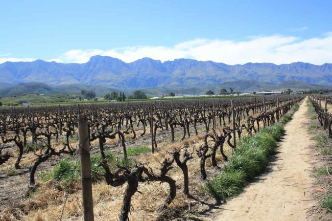 Lantarbetare på vingårdar I Sydafrika har partnerorganisationen ILRIG fortsatt ge stöd till lantarbetarfacket CSAAWU (som också är aktiv i rättvis vinhandel-kampanjen) kring kvinnligt deltagande och