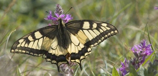 3 Området ingår i Natura-2000 med många