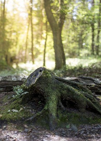 Sedan öppnar lägenheten upp sig i en generös sällskapsyta med kök, matplats och vardagsrum där balkongen ansluter.