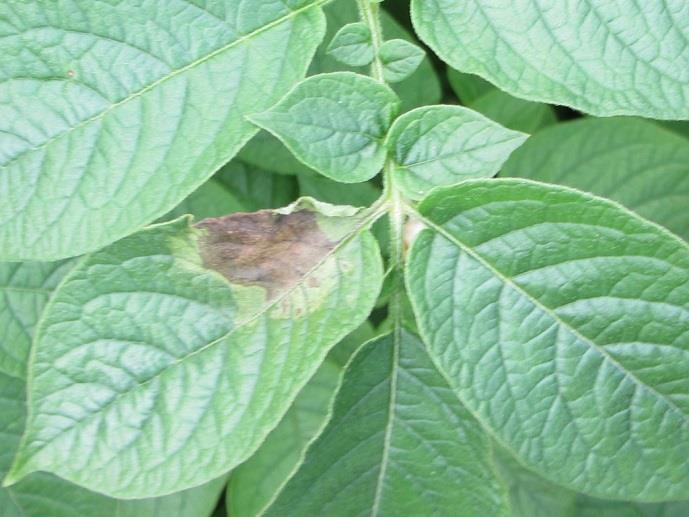 Potatisbladmögel Potatis odlas på < 1 % av Sveriges totala åkerareal (SJV Statistisk årsbok 2013) men står samtidigt för en tredjedel av landets fungicidanvändning (Eriksson m.fl., 2016).