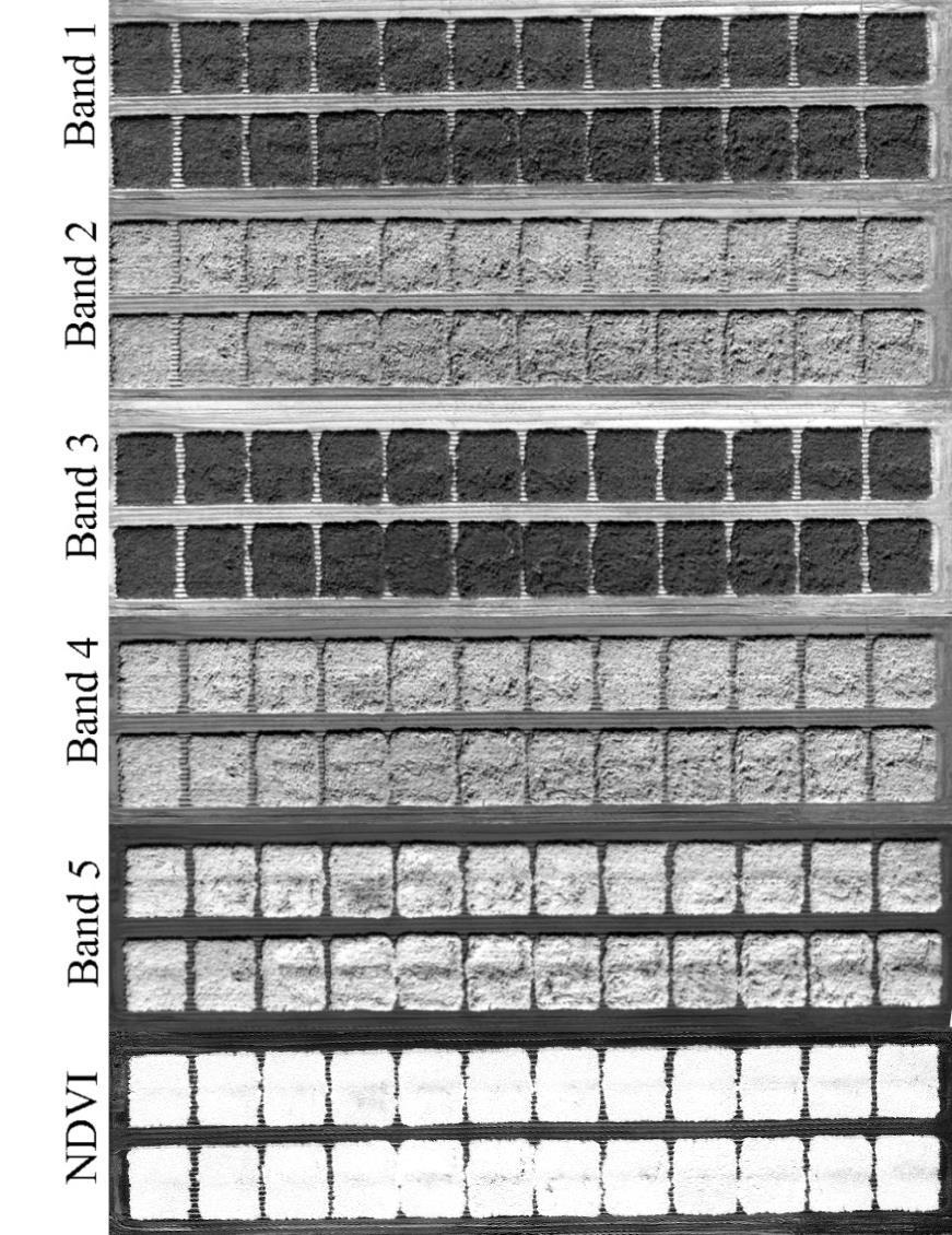 Visualisering av individuella band I Figur 21 kan vi se hur de olika banden från den multispektrala sensorn ser ut vid en visuell granskning. Varje pixel i dessa bilder har ett värde.