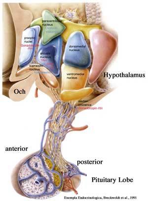 Hypotalamus och hypofys Hypotalamus reglerar