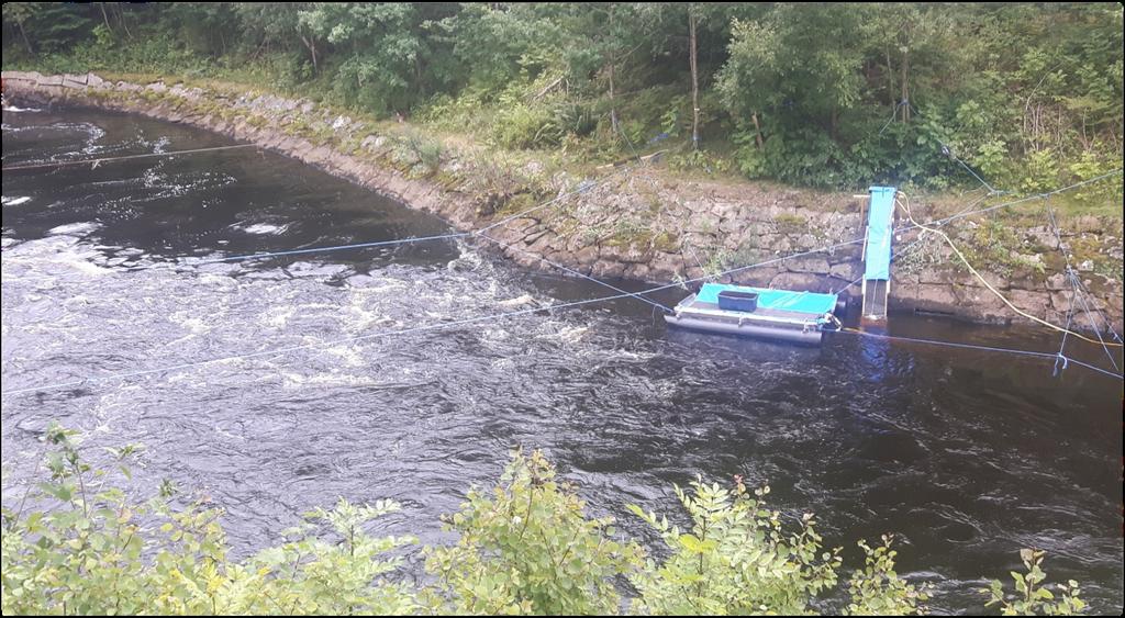 Troliga anledningar till högre fångsteffektivitet Flytande ålyngeluppsamlare tot.