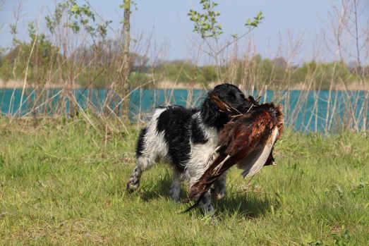 Klubben kan dessutom stolt presentera fina egenskapssiffror på det som många inte trodde om rasen. Är det en stående fågel hund eller inte? Jo, det är det i mina ögon. I allra högsta grad en jakthund.