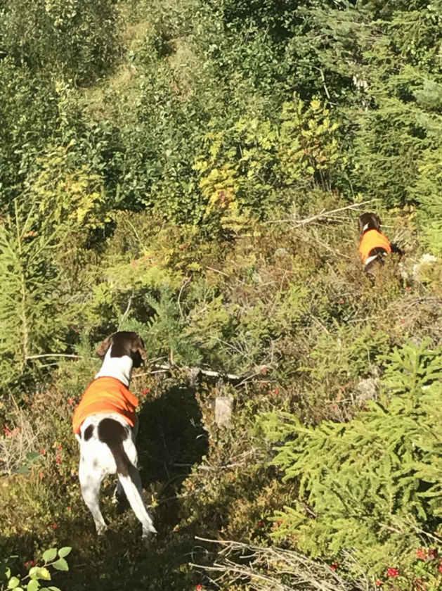 16 Hittade ni någon fågel? Japp, efter en knapp timme hamnade vi åter ut i kraftledningsgatan och då började hundarna markera.