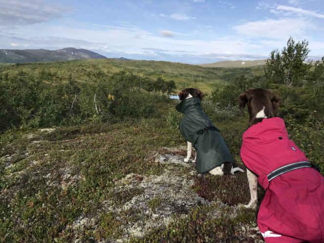 Hur skogen ser ut idag, blandat med kalhyggen, ungskog och gammelskog så anpassar sig GDH:n väldigt bra till detta.