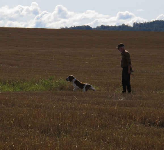 Periodvis var det riktigt fina fältarbeten, där fanns bl a en Spinone som nog trodde han var en Pointer, han gick fantastiskt stort och med