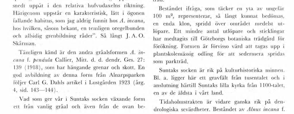 arcuata (utan latnsk dagnos), so han påträffat bestånd av vanlg gråal Klarälvsdalen nära Eks härad Värland och hos vlken jag cterar sågrenarne äro allänhet förlängda, sala och spenslga ed tendens att