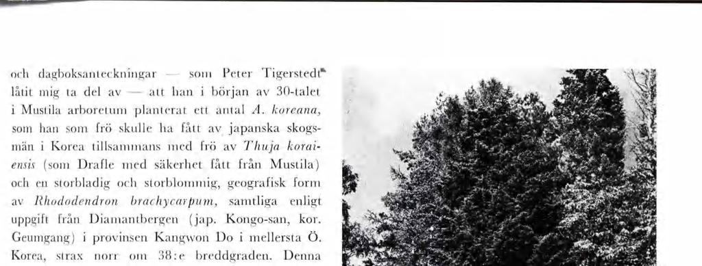 och dagboksantecknngar so Peter Tgerstedt lått g ta del av att han början av 30-talet Mustla arboretu planterat ett antal A.