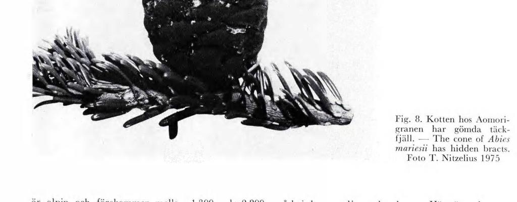 f?.a x\ k 1'v_ Fg. 8. Kotten hos Aonorgranen har göda täck fjäll. - The cone of Abes tnares has hdden bracts. Foto T. Ntzelus 1975 är alpn och förekoer ellan 1.300 och 2.800.