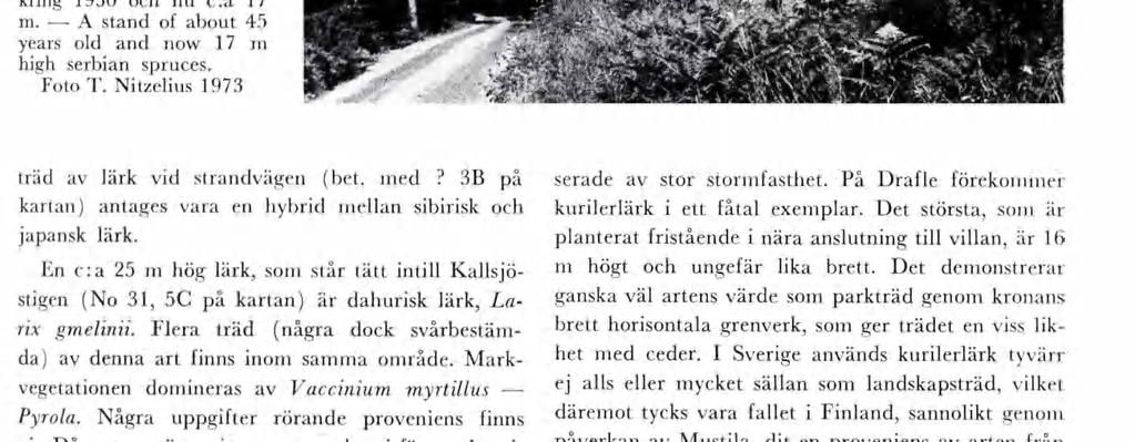 Då arten växer no norra hesfärens kont nentalaste oråden, Östsbren och Mandshuret tll Katschatka, kan den tänkas vara läplg för skogsplanterng och även so parkträd zonerna IV tll VI Norrland.