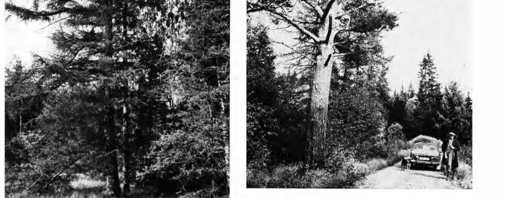 Ntzelus 1975 Fg. 12. Dr. Ragnar Kepe vd ett jätteträd av van lg tall, Pnus slvestrs. Blden llustrerar artens stora värde so skyddsvärt landskapsträd. Dr. Ragnar Kepe beneath a large, spontaneously growng tree of Pnus slvestrs, one of Sweden s ost portant forest trees but also ndspensable for the landscape.