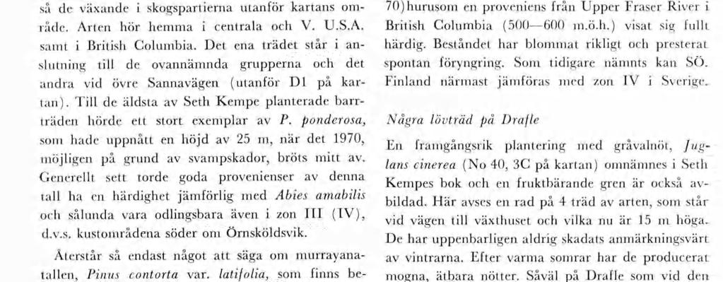 Det största trädet äter nästan 20. Satlga exeplar bär noralt utvecklade kottar en det är ej känt huruvda några grobara frön utvecklats.