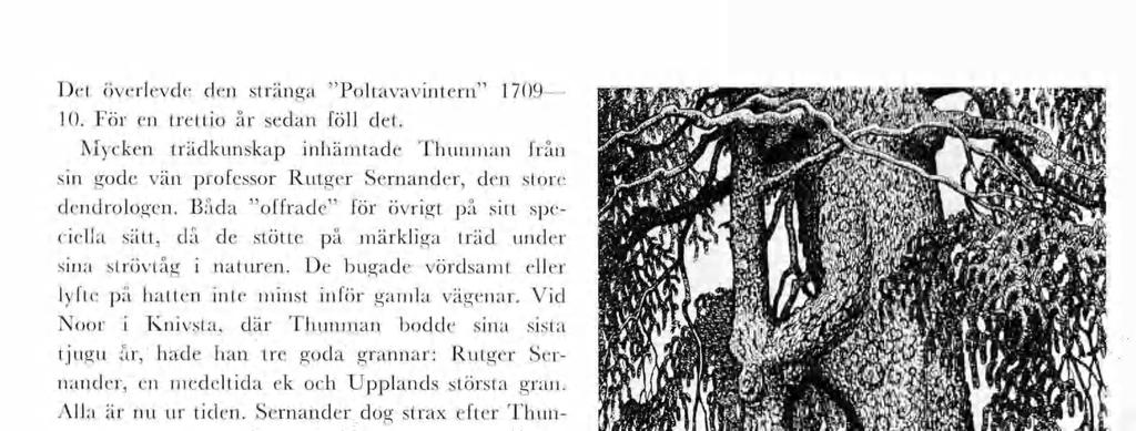 Det överlevde den stränga Poltavavntern 1709 10. För en tretto år sedan föll det. Mycken trädkunskap nhätade Thunan från sn gode vän professor Rutger Sernander, den store dendrologen.