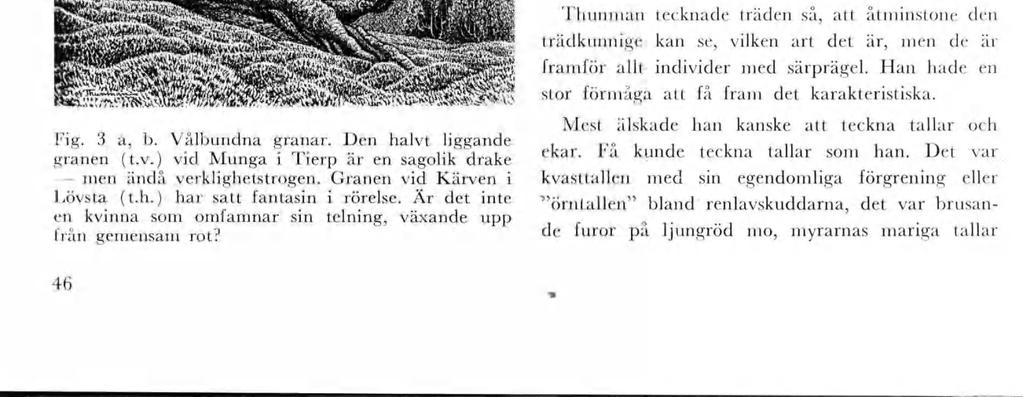 Man återfnner de naturen, en det är ej fotograflknande avbldnngar utan träd sedda ed konstnärens ögon. Den här återgvna vålbundna granen vd Munga A Q f' sa Út à 4 Kf htu.