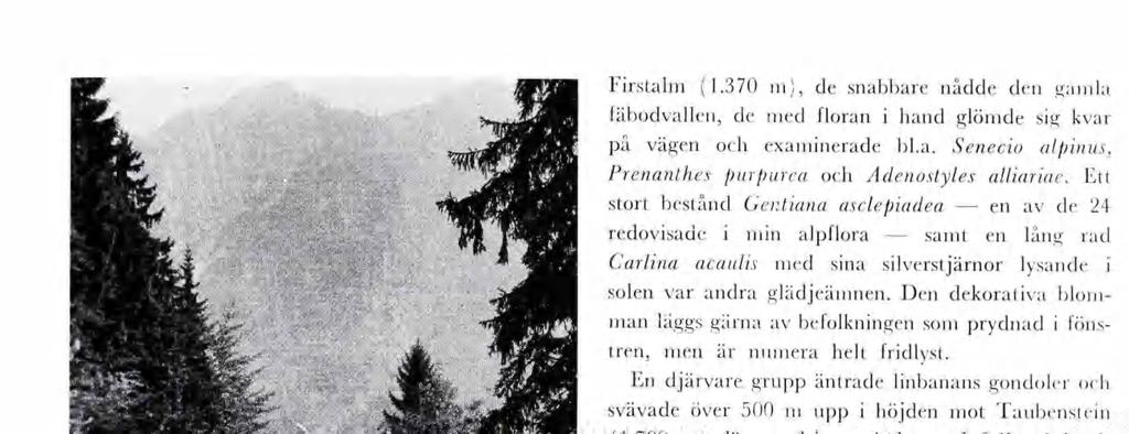 V M: lä 71 T M-l Proenadvägen tll Obere Frstal vd Sptzngsee gav alpflorans vänner rkt utbyte. Eva von Zwegbergk foto.