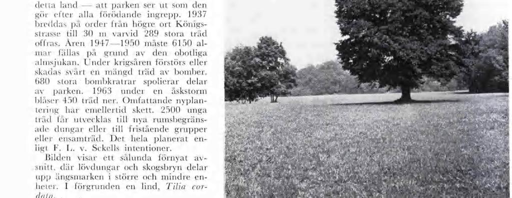 1937 breddas på order från högre ort Köngs strasse tll 30 varvd 289 stora träd offras. Aren 1 947 1950 åste 6150 al ar fällas på grund av den obotlga alsjukan.