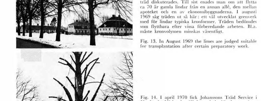 .j A1 «11 Fg. 12. Gaps between the 250 300 year-old els are to be flled wth 70 year-old les growng else where n the park. - ',«!» r y 1 1 : Fg. 13.