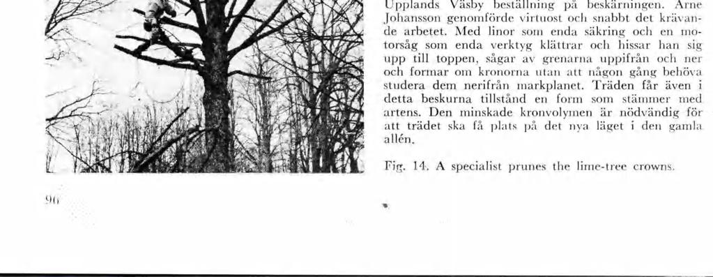 1 august 1969 såg träden ut så här: ett väl utvecklat grenverk ed för lndar typska kronforrner. Träden bedödes so flyttbara efter vssa förberedande arbeten. Bl.a. åste kronvolyen nskas väsentlgt... Fg.