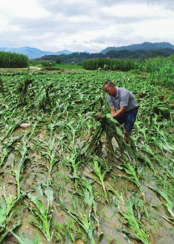 10 Flera döda i översvämning En bybo lyfter upp fallna majsplantor efter en översvämning på en gård i Jianhe, Guizhou-provinsen.