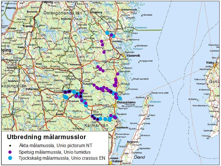 SAMMANSTÄLLNING AV STORMUSSELINVENTERINGAR I KALMAR LÄN 1986-2013 7 Figur 4: Utbredning av äkta målarmussla (U. pictorum), Spetsig målarmussla (U.