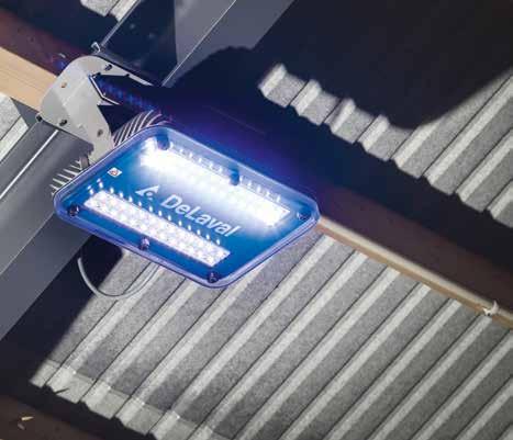 LED-lampor lyser upp hos Hagshults-kossorna Eftersom den yngre generationen är intresserad av att fortsätta verksamheten behövde gården utvecklas.
