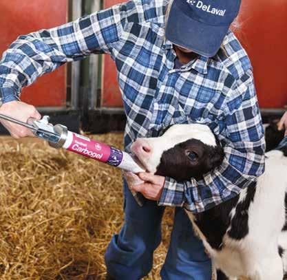 Ett tillskott tillverkat av naturligt kol Feedtech Carbogel KALVAR MED GOD HÄLSA och bra tillväxt ger friska
