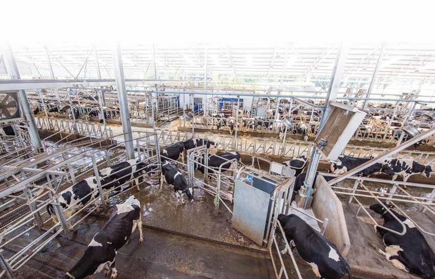 Avsändare: DeLaval Sales AB Box 21 147 21 Tumba Adresserad direktreklam SVERIGE PORTO BETALT PORT PAYÉ Världens största robotgård finns i Chile Fundo El Risquillo, är en stor gård i Chile med 6 500