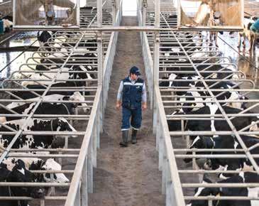 Gården, som ägs av Agrícola Ancali och delvis av Bethia Group, hade redan installerat 16 DeLaval VMS innan de skrev på det stora avtalet att utöka till 64 VMS.