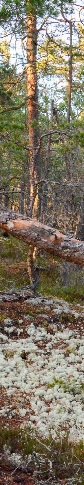 Tyresta. Foto: Haninge kommun 5. Begreppsförklaringar Nedan beskrivs de begrepp som används i programmet och som har bedömts behöva en mer detaljerad förklaring för läsförståelsen.